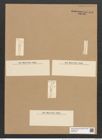 Fragilaria capucina var. mesolepta Rabh. (de-Toni-Nr.: Genus 73, Species 2734) Zeichnungen Sammlung Grunow Nr. 5598 (NHMW-BOT-W0374072)
